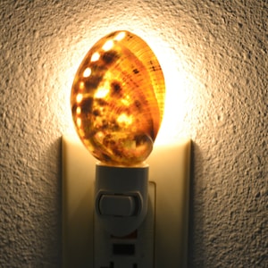 green ABALONE Sea Shell NIGHTLIGHT