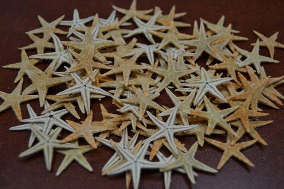 90 Pcs SMALL STARFISH Star Sea Shell Beach CRAFT Decoration 1 1/4 1 1/2 