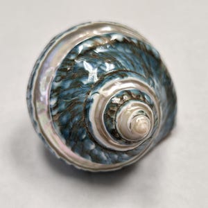 May include: A blue and white seashell with a spiral pattern. The shell has a smooth, glossy finish.