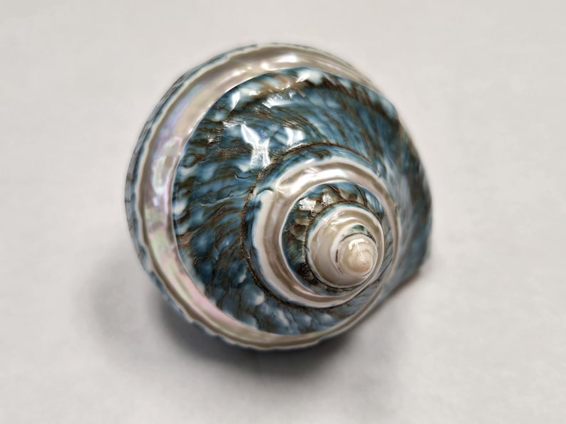 May include: A blue and white seashell with a spiral pattern. The shell has a smooth, glossy finish.