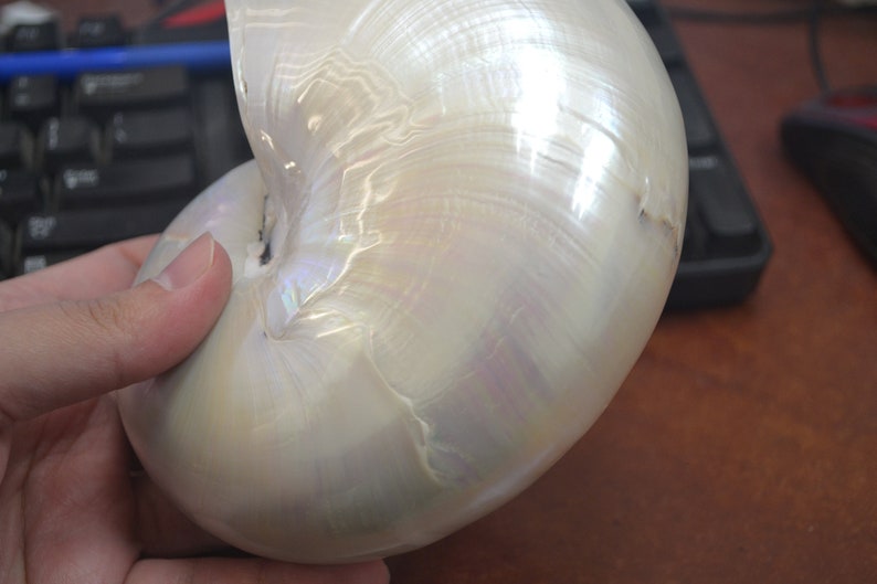 white PEARL NAUTILUS Polished Sea SHELL 6 1/2 image 4