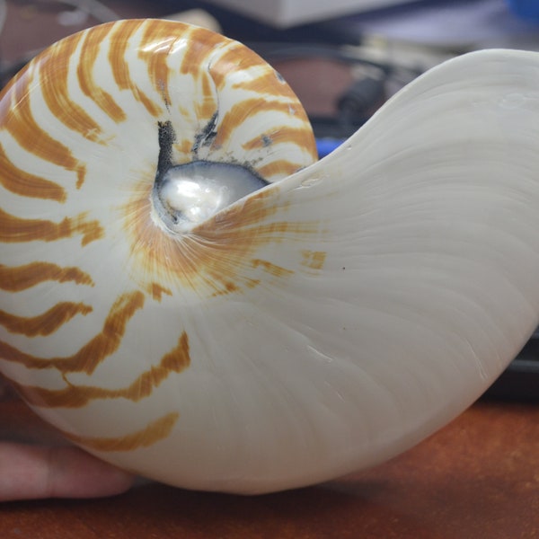 Natural CHAMBERED NAUTILUS Sea SHELL Cut Sliced Beach Craft 7"