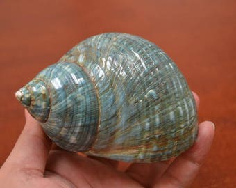 green PEARL JADE TURBO shell 3 1/2" - 4"