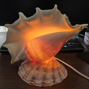 May include: A large, natural conch shell lamp featuring a flared, scalloped edge and a smooth, cream-colored interior. The shell is illuminated from within, casting a warm, glowing orange light, and rests on a textured, brown-patterned base.