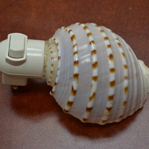 Spotted Banded Tun Sea Shell NIGHTLIGHT Bathroom Kitchen image 2