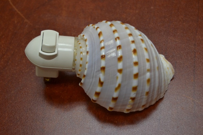 Spotted Banded Tun Sea Shell NIGHTLIGHT Bathroom Kitchen image 2