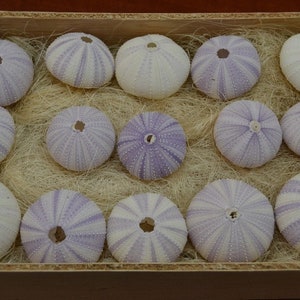 May include: A collection of 14 purple and white sea urchins arranged in a wooden box lined with straw-like material.