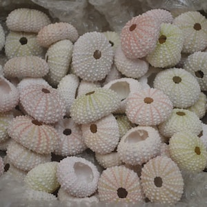 May include: A pile of sea urchin shells in shades of white, pink, and pale green. The shells have a textured, spiky surface and a central hole. These natural shells are suitable for coastal decor or craft projects.