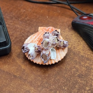 PECTIN shell with BARNACLES display decor