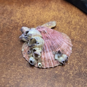 PECTIN shell with BARNACLES display decor