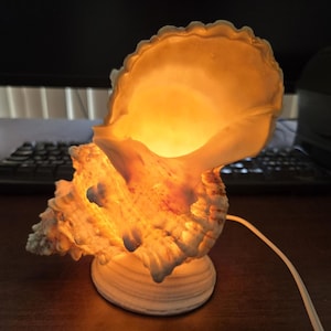 May include: A seashell lamp featuring a natural, textured, off-white conch shell mounted on a circular base. The interior of the shell is illuminated with a warm, golden-yellow light, highlighting the intricate ridges and organic shape.