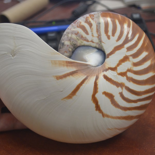 Natural CHAMBERED NAUTILUS Sea SHELL Cut Sliced Beach Craft 6 1/2"