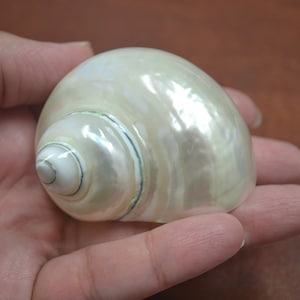 white PEARL JADE TURBO shell 2 1/2&quot; - 3&quot;