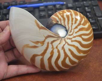 half CHAMBERED NAUTILUS Sea SHELL Cut Sliced 6"