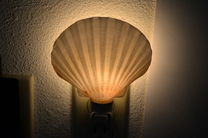 DEEP SCALLOP Sea Shell NIGHTLIGHT image 1