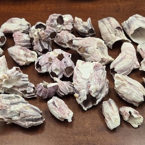 20 pcs assort MIX purple BARNACLE CLUSTER coral shells