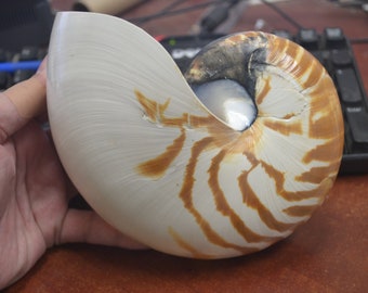 Natural striped CHAMBERED NAUTILUS Sea SHELL Cut Sliced Beach Craft 6 1/2"