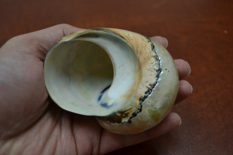South African SARMATICUS TURBO Shell 3