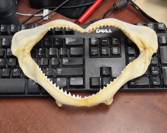real BULL SHARK jaw 10"