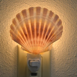 May include: A seashell nightlight plugged into an electrical outlet. The shell is a light brown color with a white interior. The light is on and illuminating the shell.
