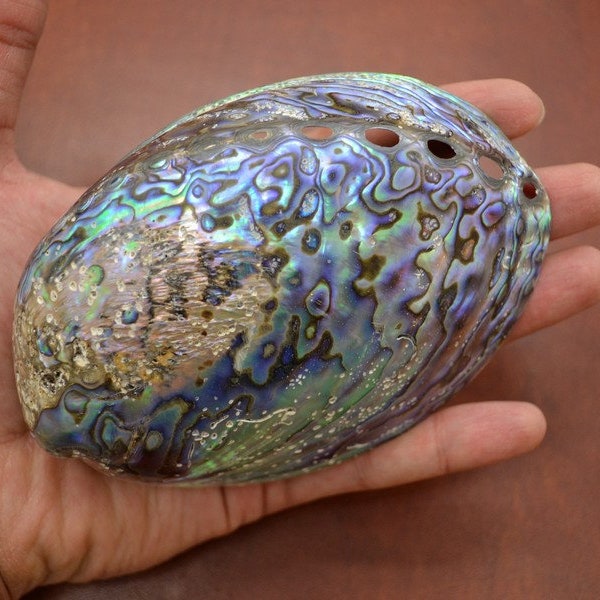 polished PAUA HALIOTIS IRIS abalone seashell 5" - 5 1/2"