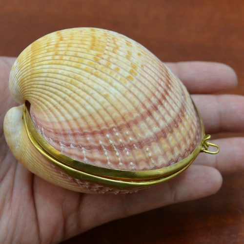 Pearlized RIVER Sea SHELL Pill TRINKET Box Coin Purse Etsy
