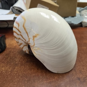 tiger CHAMBERED NAUTILUS SHELL 7"