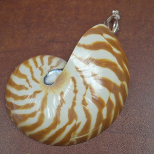 TIGER chambered NAUTILUS shell pendant