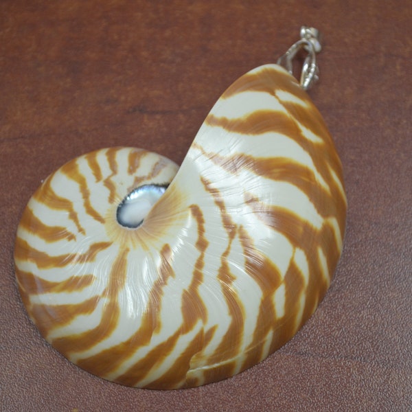 Colgante de concha NAUTILUS con cámara de TIGRE