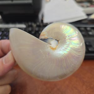 white Pearl NAUTILUS shell pendant