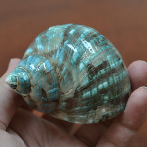 green mother of PEARL JADE TURBO sea shell hermit crab 2 1/2" - 3"