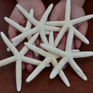 6 Pcs WHITE Pencil STARFISH Star Sea Shell Wedding Beach Craft 3&quot; - 4&quot;