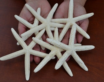 6 Pcs WHITE Pencil STARFISH Star Sea Shell Wedding Beach Craft 3" - 4"