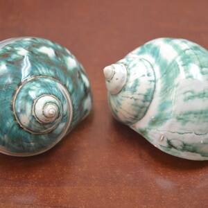 2 pcs GREEN pearl and banded JADE turbo sea shell HERMIT crab 2 1/2" - 3"