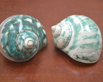 2 pcs GREEN pearl and banded JADE turbo sea shell HERMIT crab 2 1/2" - 3"