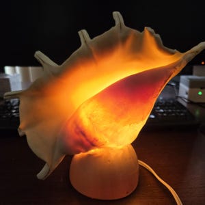 May include: A conch shell lamp featuring a natural off-white exterior and a warm, glowing orange interior light. The shell is mounted on a smooth, rounded base and includes a white electrical cord extending from the bottom of the fixture.