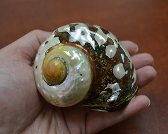 South African SARMATICUS TURBO Shell 3" - 3 1/2"