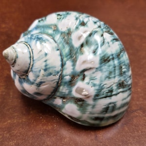 GREEN JADE Turbo Sea Shell 3 1/2&quot; - 4&quot;