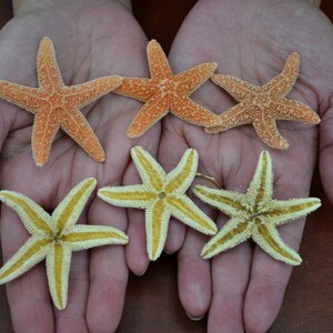 6 Pcs SUGAR STARFISH Star Sea Shell Craft 1 1/2&quot; - 2&quot;