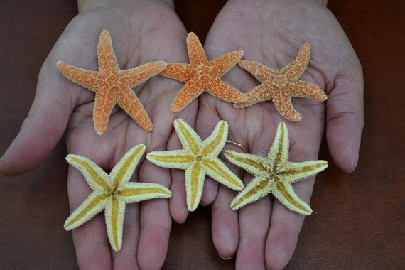 #JC-215 24 pcs NessaStores Sugar Starfish Sea Shell Wedding Real Craft 5-6 #JC-215 24 pcs NessaStores Sugar Starfish Sea Shell Wedding Real Craft 5-6
