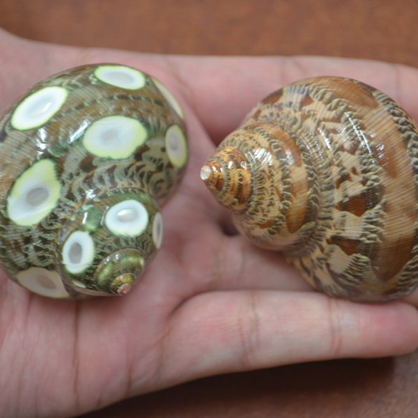 spotted & brown PETHOLATUS JADE TURBO sea shell 2" - 2 1/2"