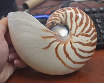 Natural CHAMBERED NAUTILUS Sea SHELL Cut Sliced Beach Craft 6"