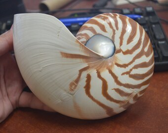 Natural CHAMBERED NAUTILUS Sea SHELL Cut Sliced Beach Craft 6"