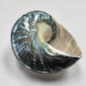 May include: A blue and white seashell with a smooth, glossy finish. The shell has a unique shape, resembling a curled horn.