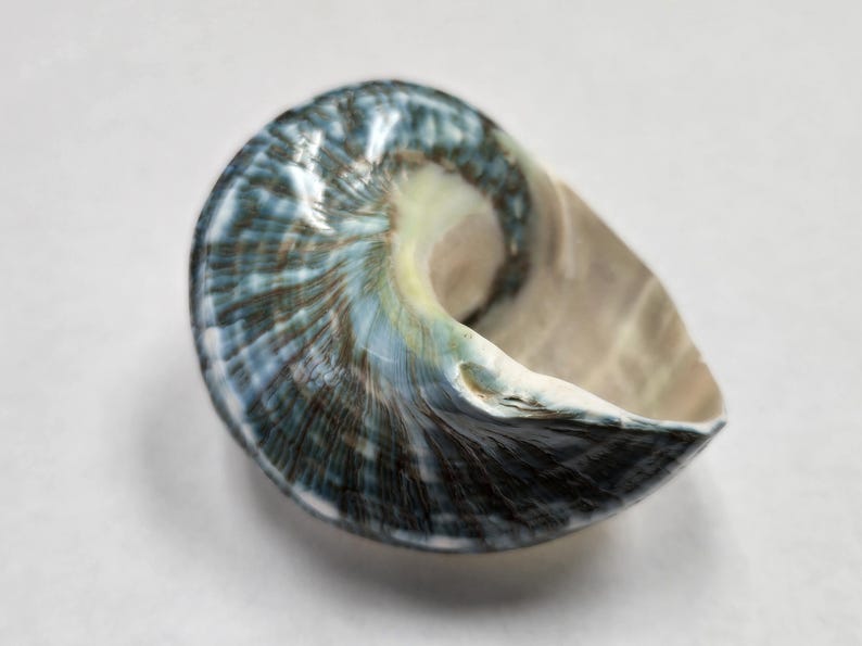 May include: A blue and white seashell with a smooth, glossy finish. The shell has a unique shape, resembling a curled horn.