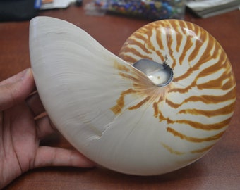 Natural CHAMBERED NAUTILUS Sea SHELL Cut Sliced Beach Craft 7"