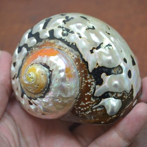 south African SARMATICUS TURBO Sea Shell 4&quot; - 4 1/2&quot;