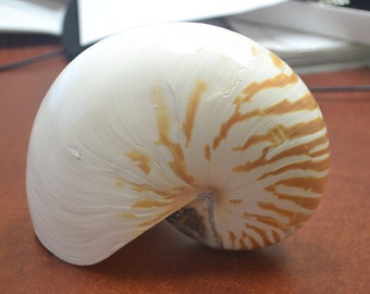 Tiger CHAMBERED NAUTILUS Polished Sea SHELL 6 1/2"