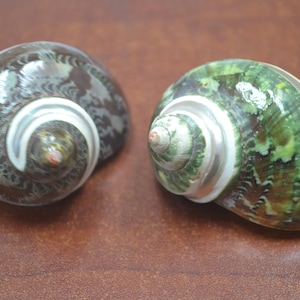 2 pcs banded PETHOLATUS JADE TURBO shell 2&quot; - 2 1/2&quot;