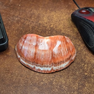 red polished SPINY OYSTER shell 3 1/2"